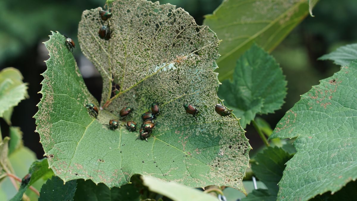 7 ways to repel Japanese beetles and keep them out of your yard Tom's