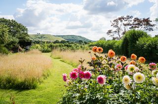 An country garden with dahlias and grass paths through flowering wild grasses