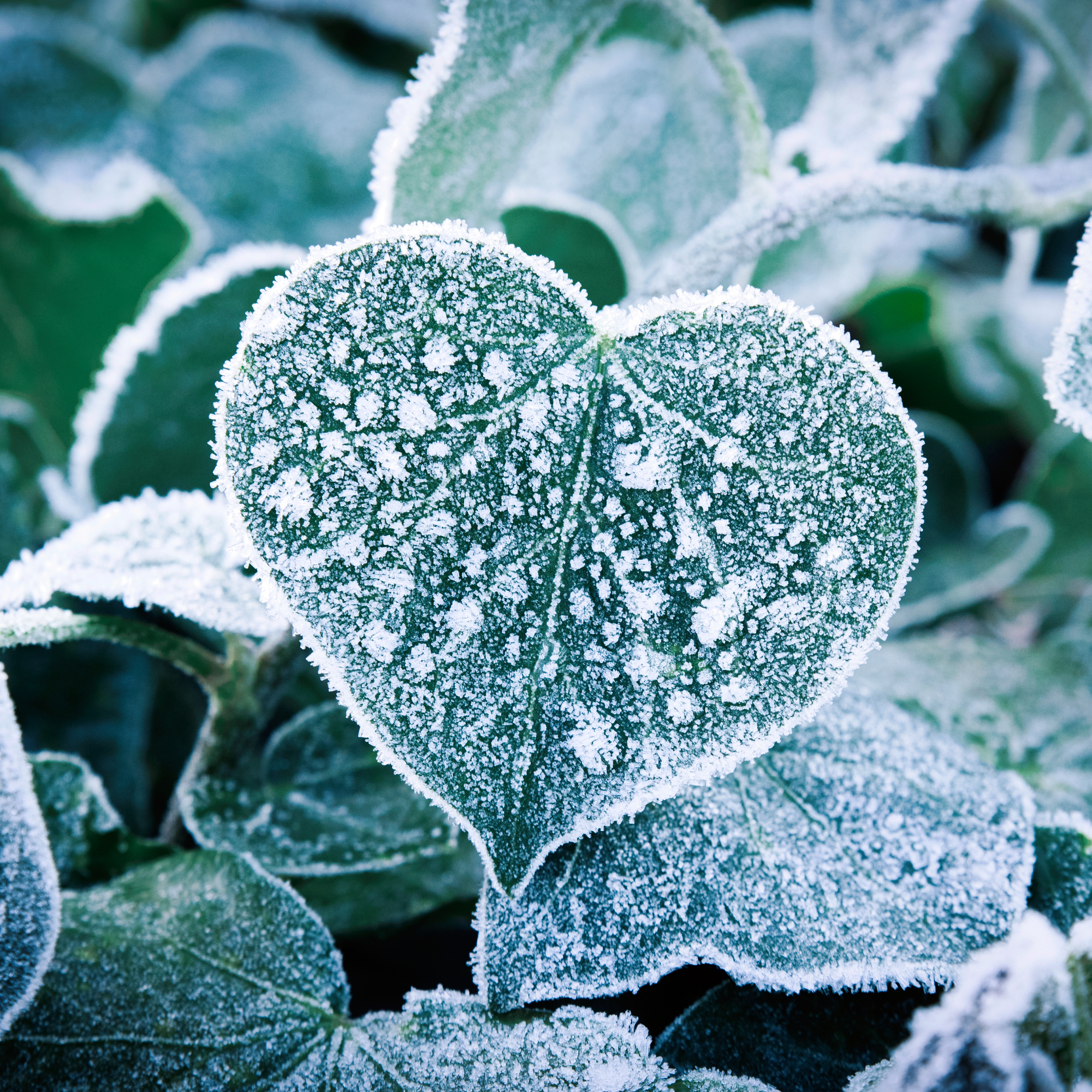 winter leaf in frost conditions in the shape of a heart