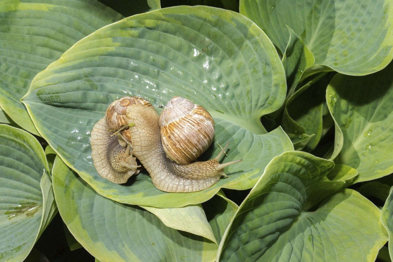 hosta pest