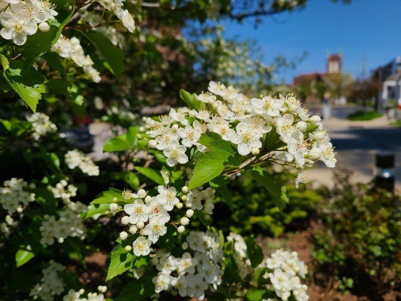 Galaxy S20+ photo sample