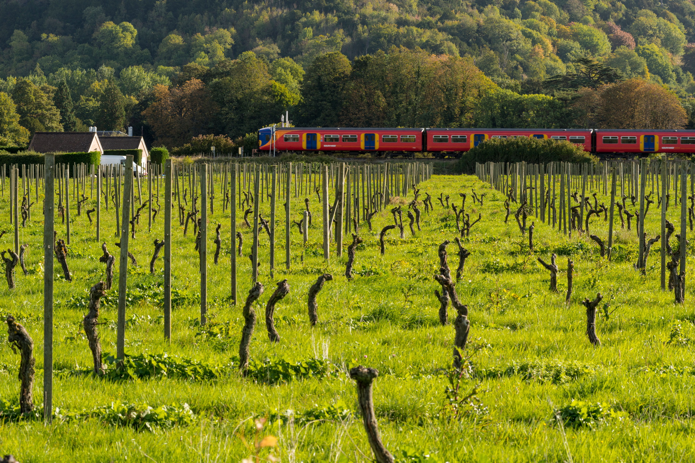 A train glides past a vineyard in the UK countryside