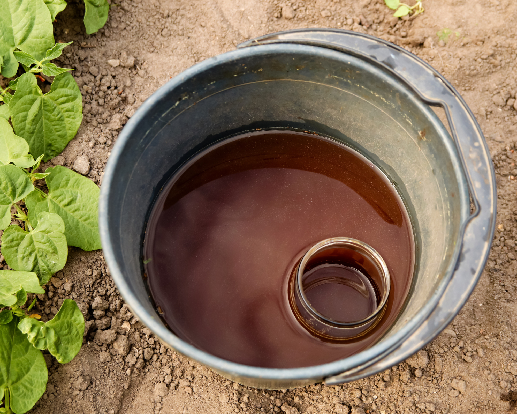 bucket of compost tea