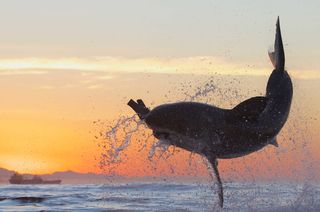 A shark jumps out of the water in a promo for Discovery's Shark Week