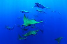 A group of Chilean devil rays swim together at the top of a seamount off the coast of the island of Santa Maria. Researchers have observed deep diving behavior in the species for the first time.