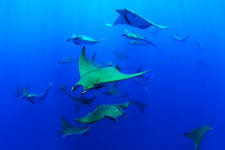 A group of Chilean devil rays swim together at the top of a seamount off the coast of the island of Santa Maria. Researchers have observed deep diving behavior in the species for the first time.