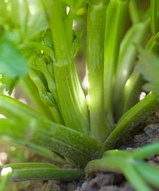 celery as one of the vegetables to grow in shade
