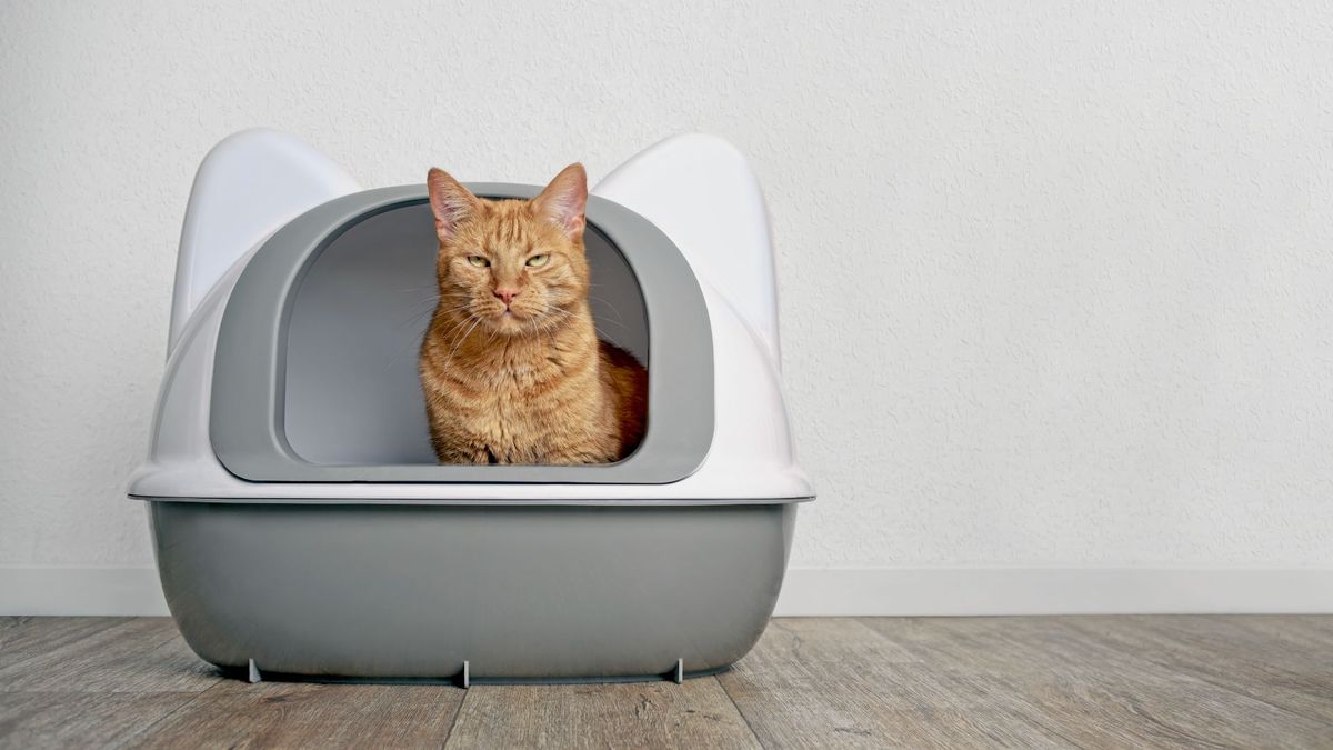 cat exiting cat litter box