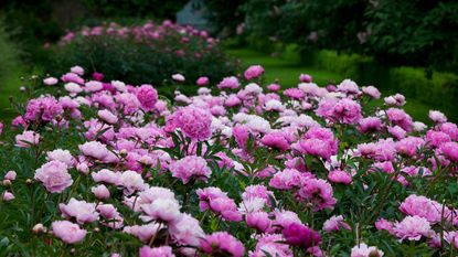 how to grow peonies in a garden bed