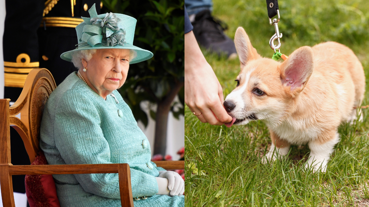 Queen and Corgis