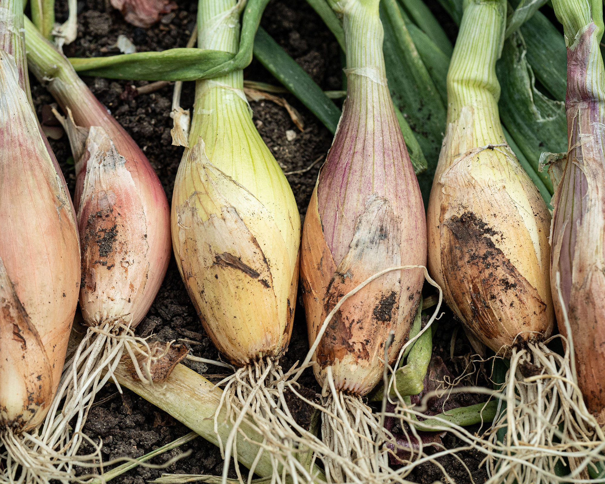 Freshly harvested Zebrune shallots