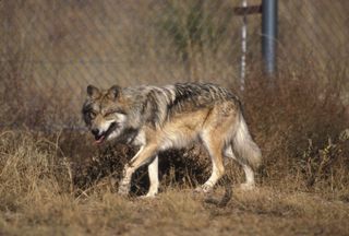 Mexican Wolf in wild