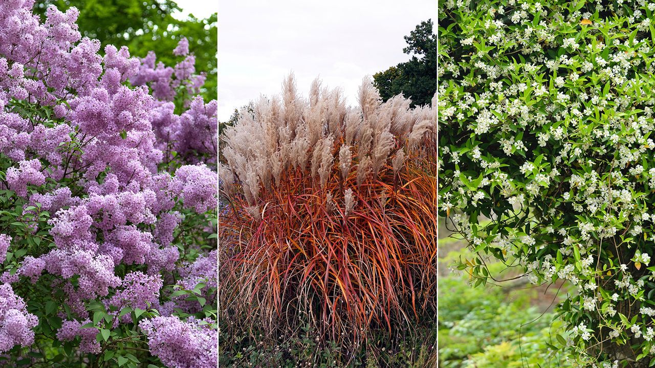 Chinese lilac, miscanthus, star jasmine