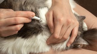 safest flea treatment for cats