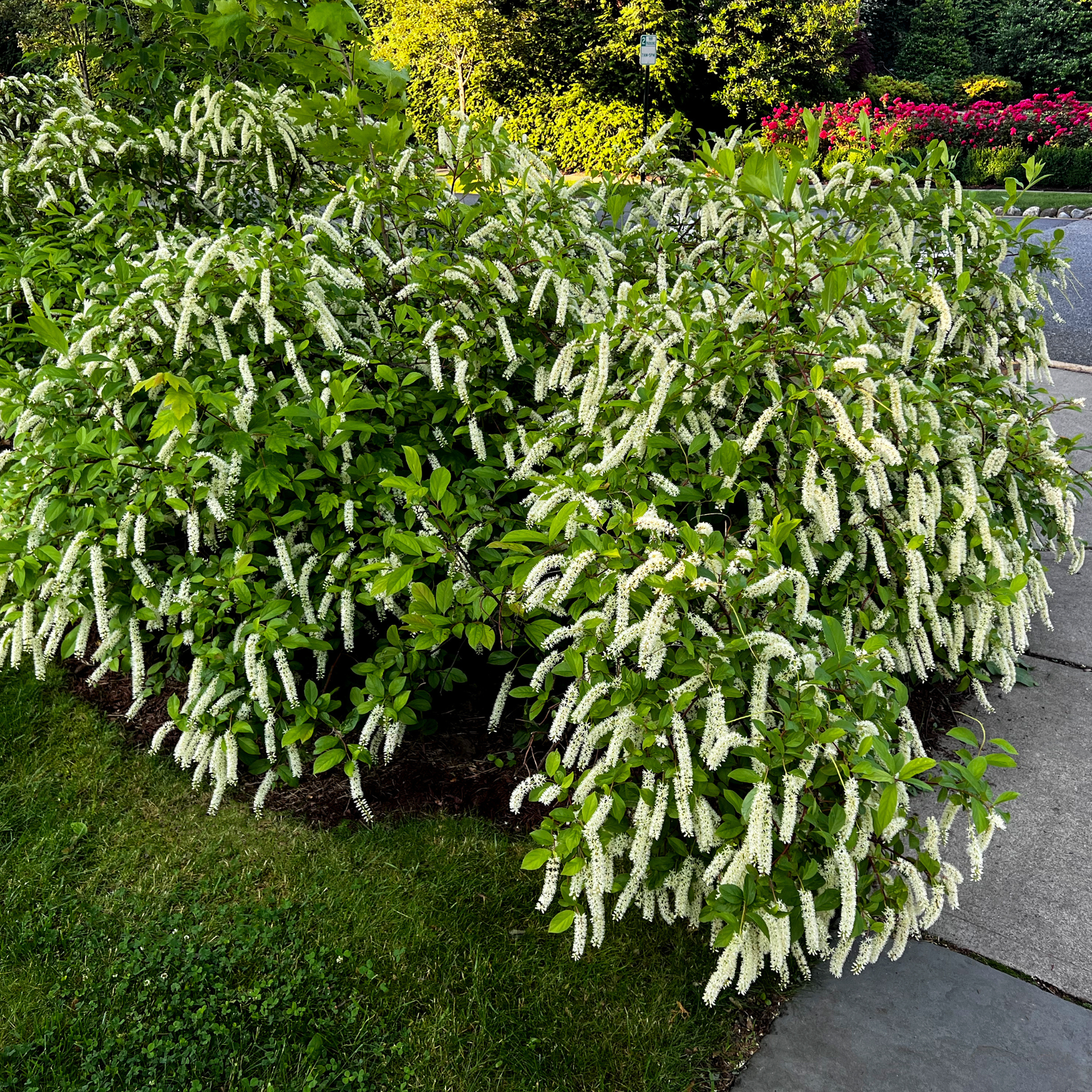 Sweetspire shrub in garden.