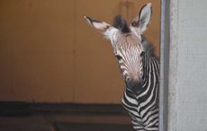Virginia-Zoo-Baby-Zebra3.jpg