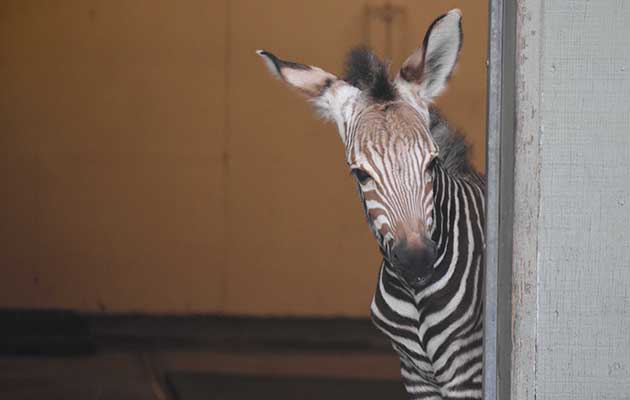 Virginia-Zoo-Baby-Zebra3.jpg