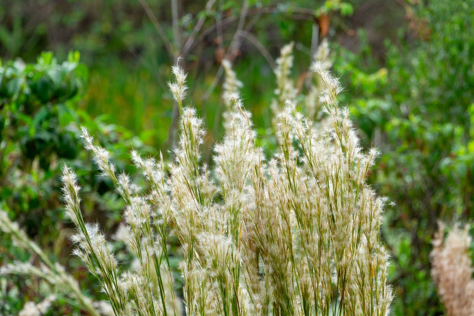 What Is Bushy Beardgrass  How To Plant Bushy Bluestem Seed