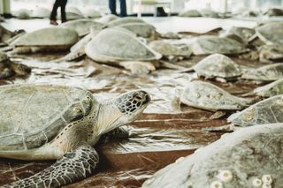 cold-stunned sea turtles were rescued and dry-docked near South Padre, Texas 