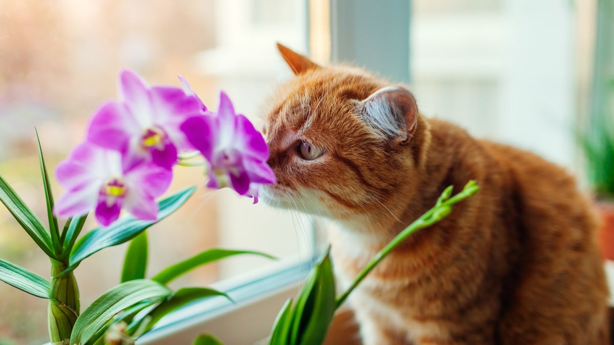 Are orchids toxic to cats? Veterinary experts reveal all |