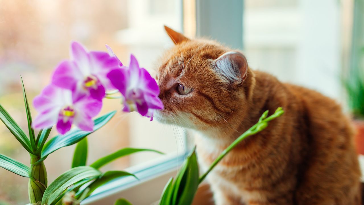 Are orchids toxic to cats?