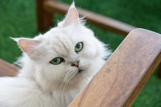 close up of a white Persian cat with blue eyes