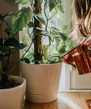 A woman watering a monstera plant with a copper watering can