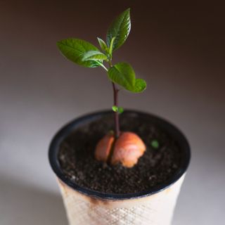 Growing avocado from stone in soil