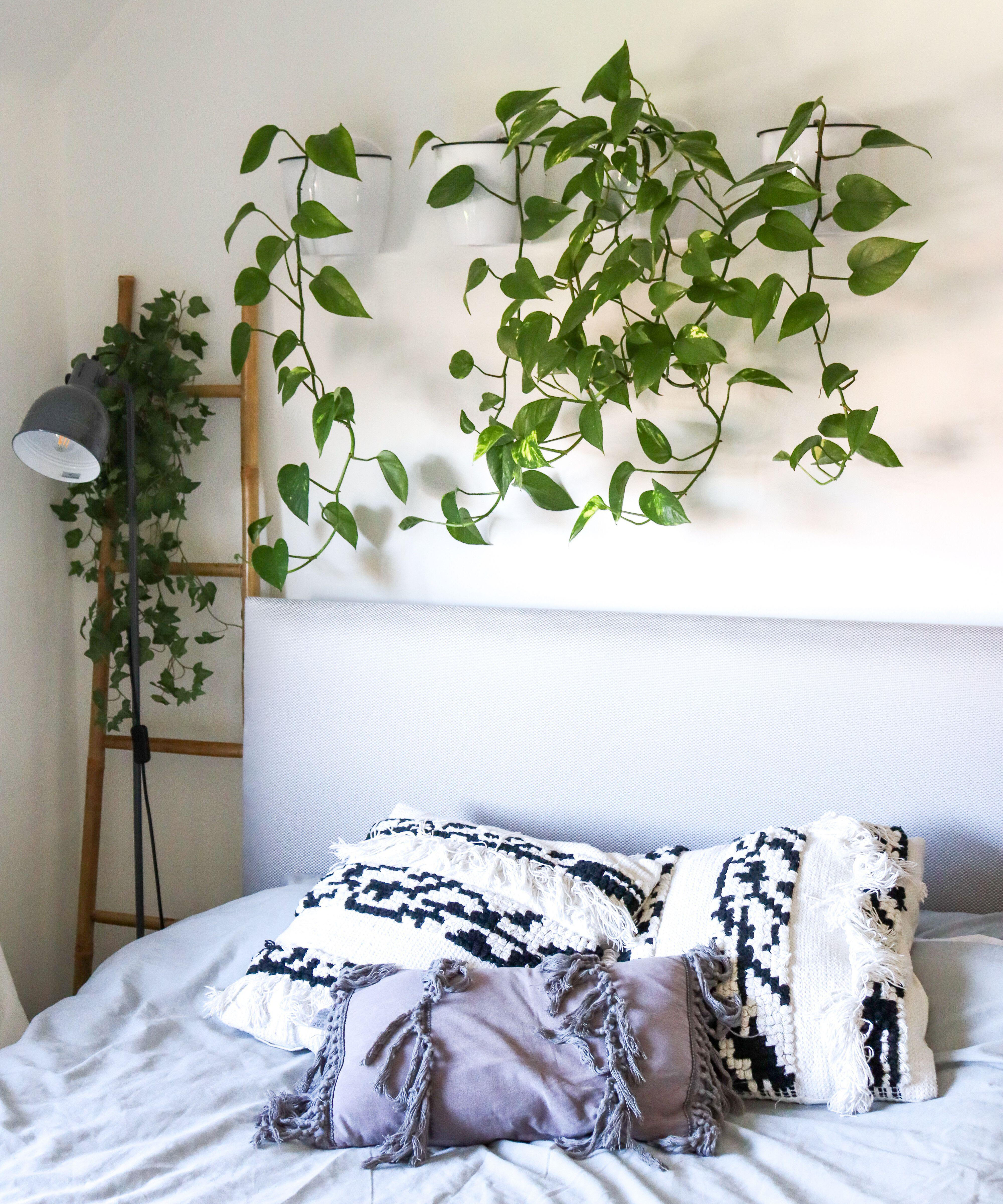 Golden Pothos sleep tip