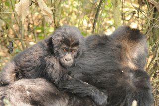 An infant Grauer's gorilla rides on the back of an adult. Grauer's gorillas are the world's largest, and are now in danger of extinction.