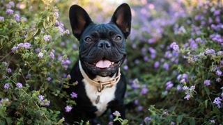 One of the best dog breeds for first-time owners: French Bulldog posing