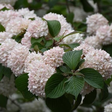 Kern&amp;rsquo;s Pink Snowball Viburnum Shrub &amp;ndash; Large Pink Spring Blooms for Landscape Color