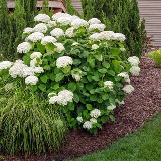 Hydrangea arborescens 'Annabelle' Shrub