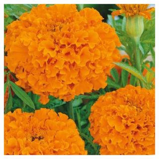 Close up shot of orange African Marigold Seeds - Hawaii