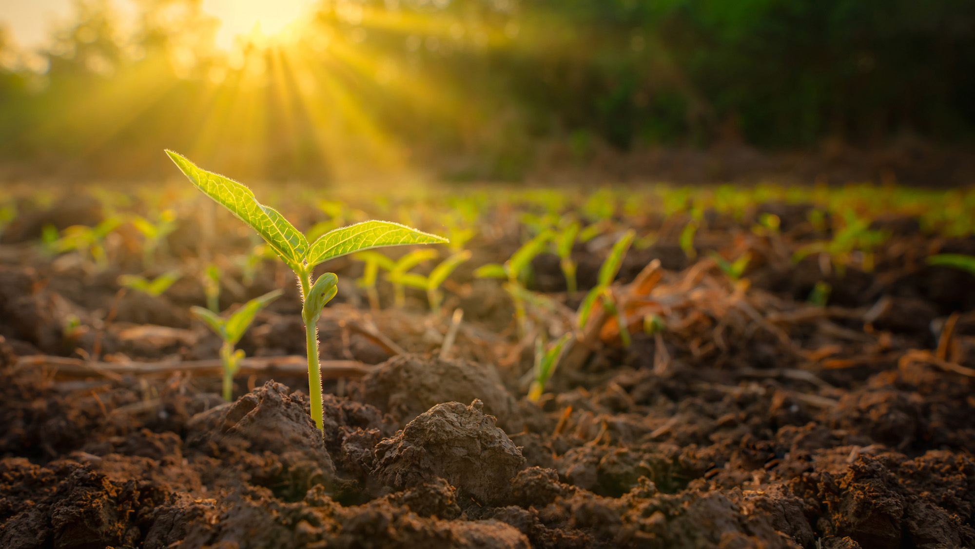 Życie na Ziemi może trwać jeszcze 1,8 mld lat – nowe modele klimatyczne