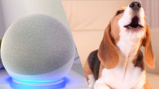 An Amazon Echo Dot next to a photo of a barking dog 
