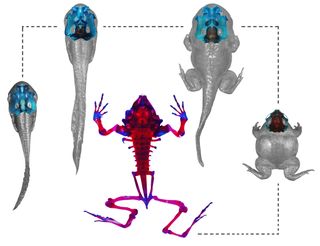 The metamorphosis of the Indian purple frog is dramatic and rapid, researchers report in the journal PLOS ONE. The frogs retain their sucker-like mouths for clinging to rocks until their digging limbs are well-developed.