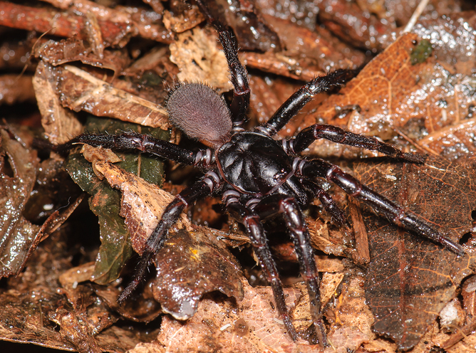 Giant, invasive Joro spiders with 6-foot webs could be poised to