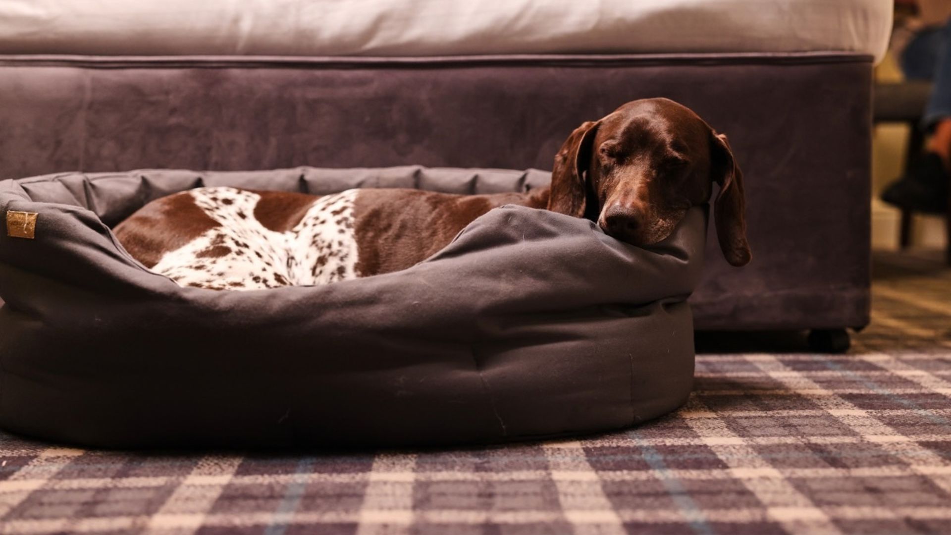 A beautiful dog in a luxurious dog bed