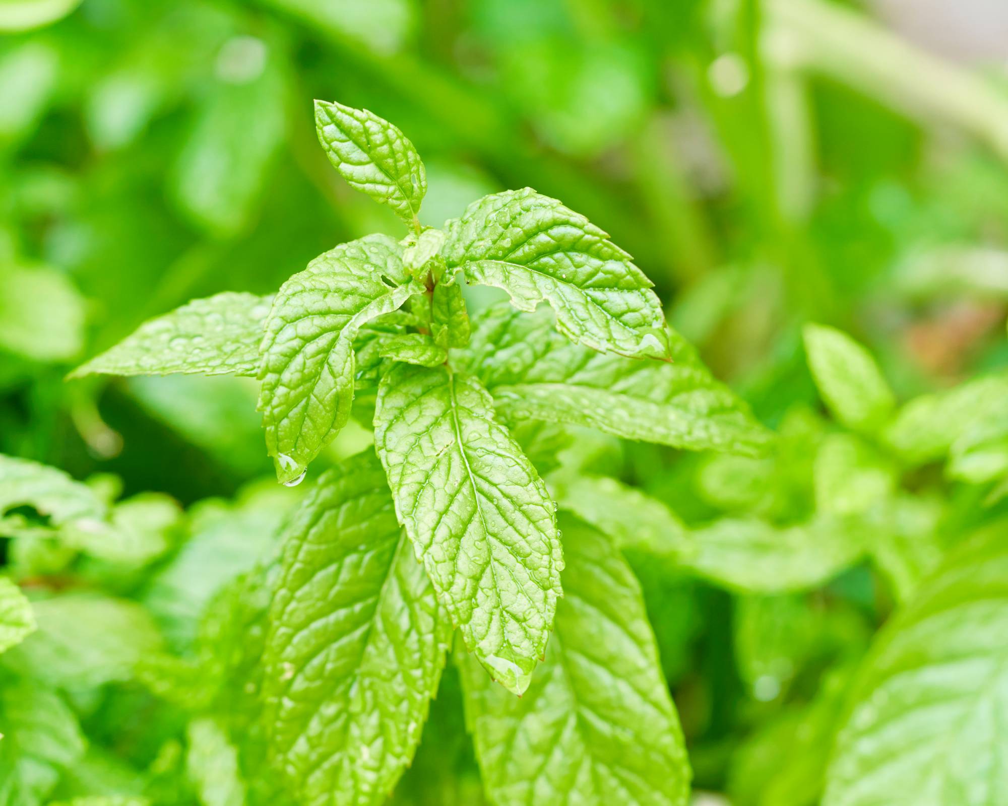 Spearmint leaves