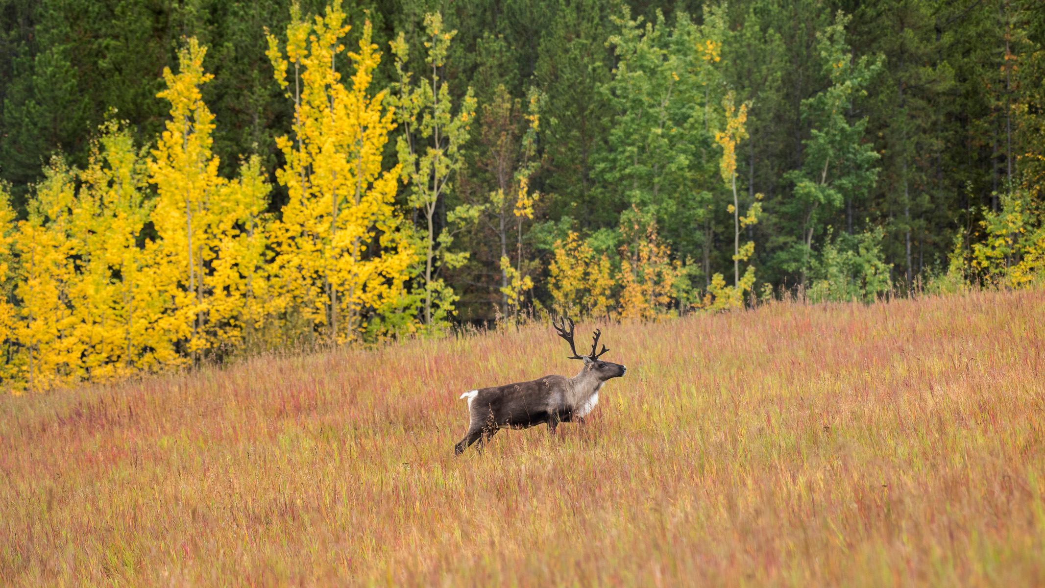 caribou in a field