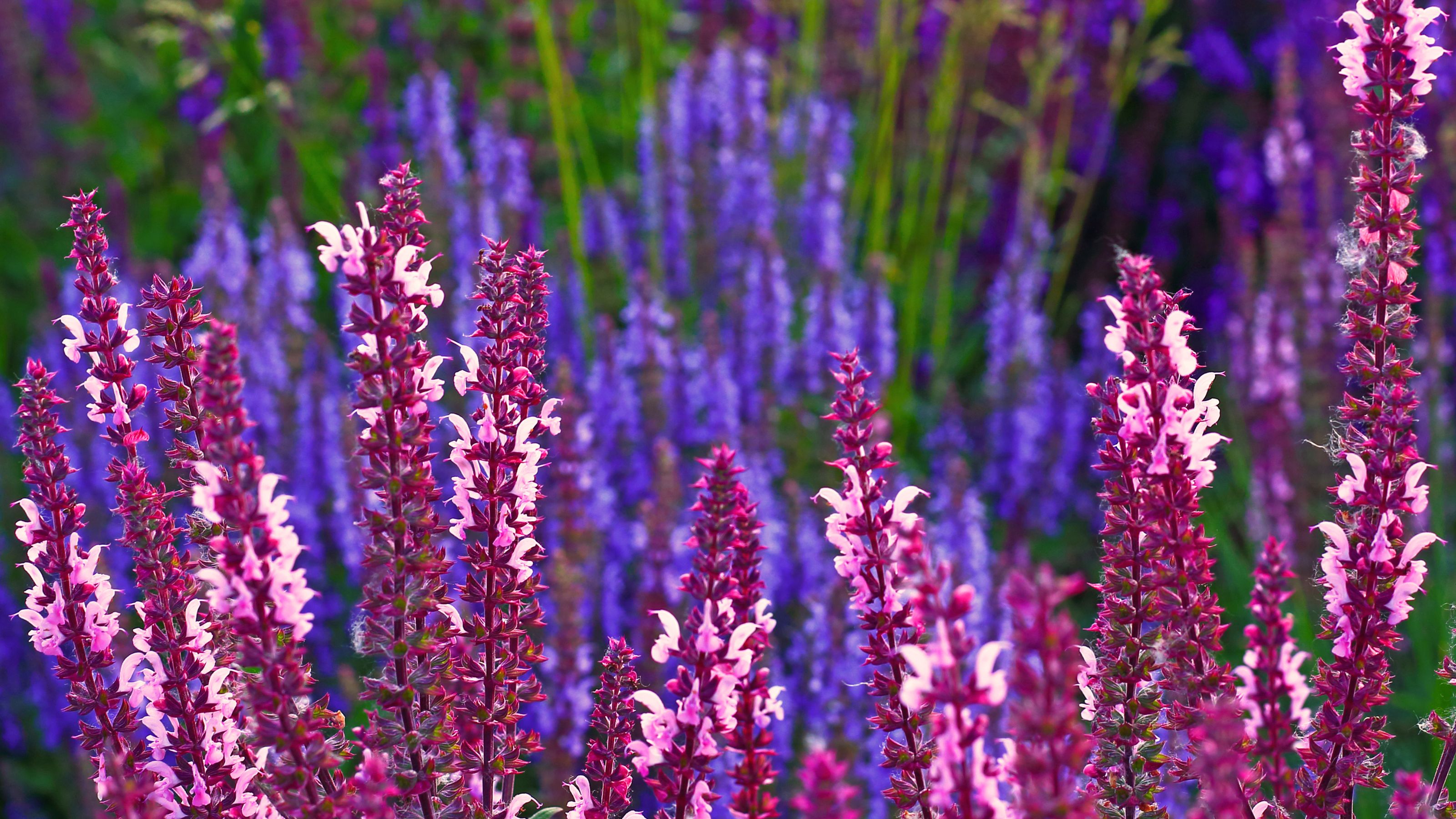 Purple salvia flowers in a pretty meadow-style planting scheme at sunset