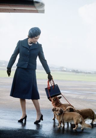 Queen Elizabeth wearing a blue skirt suit and blue hat looking down at three dogs while holding their leashes