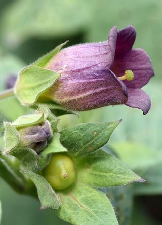 atropa belladonna