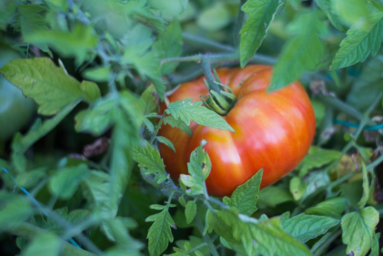 Single Red Rapsodie Tomato