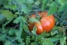 Single Red Rapsodie Tomato