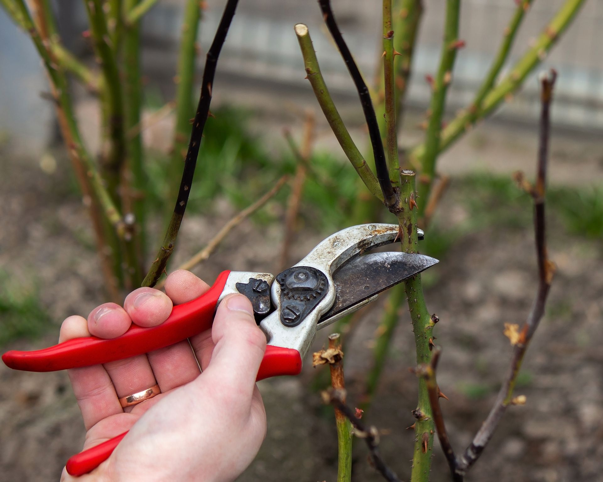 When To Prune Roses The Best Timing For Every Variety Gardening Know How