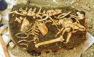 the skeleton of a hyena in a cave in Batallones in Spain