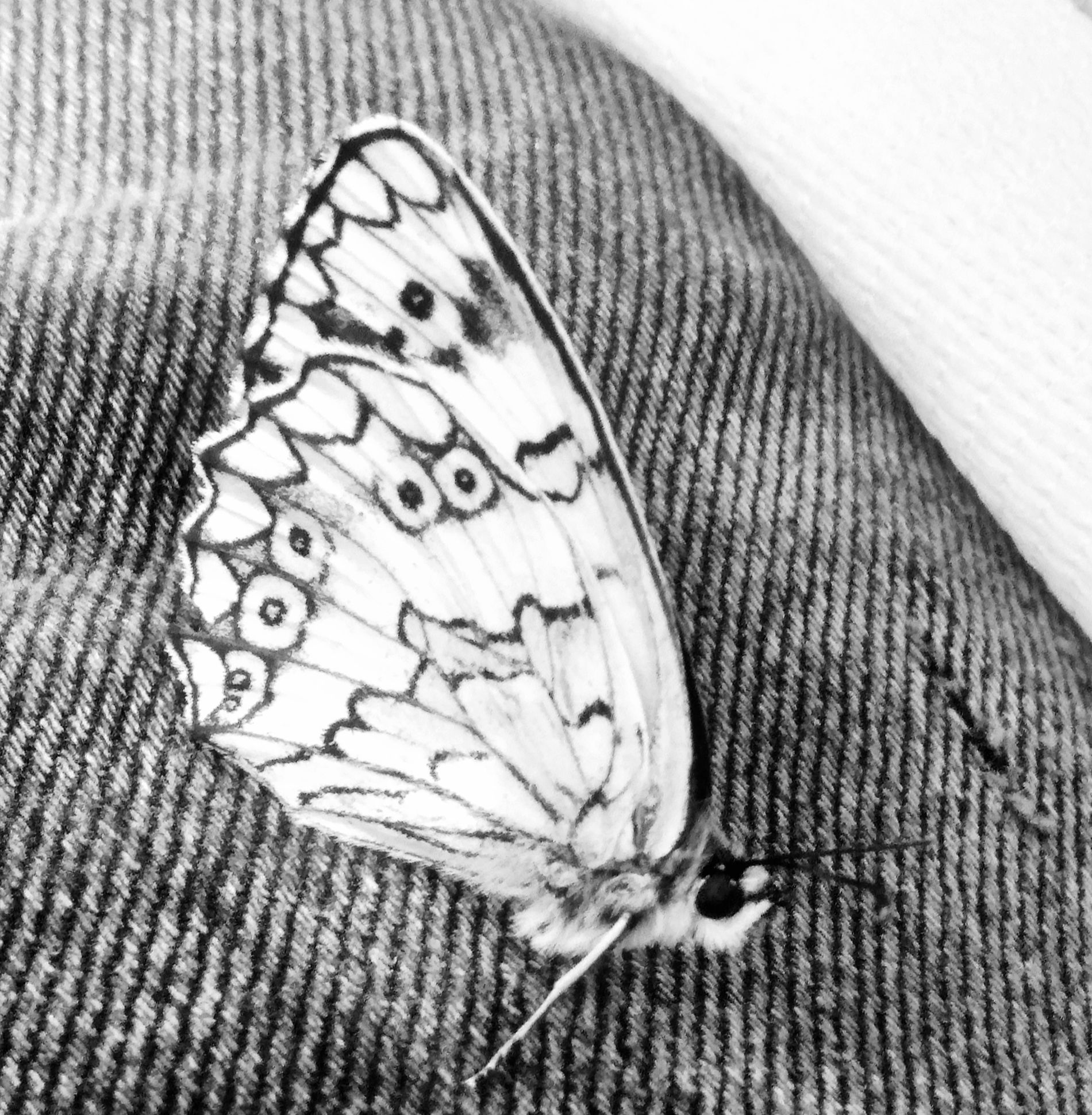 GuruShots - Monochrome Moments Jan 26