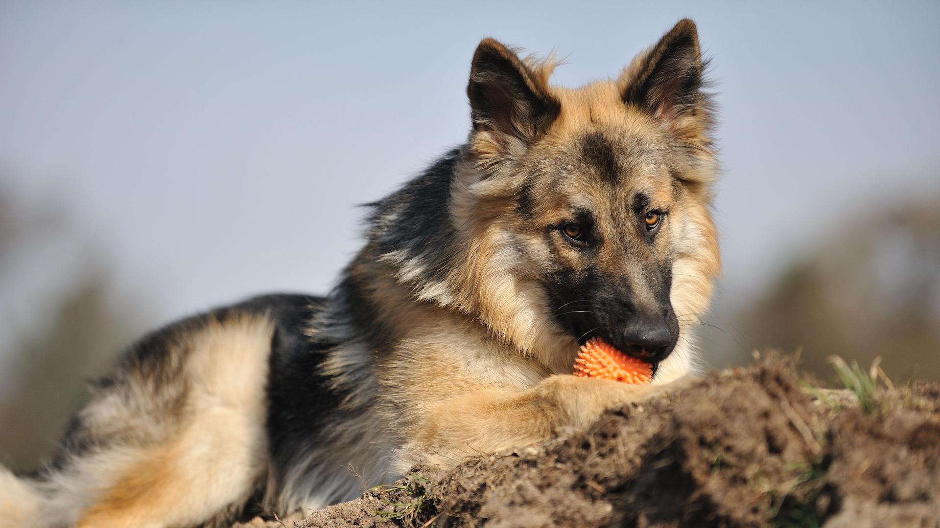 German shepherd with chew ball